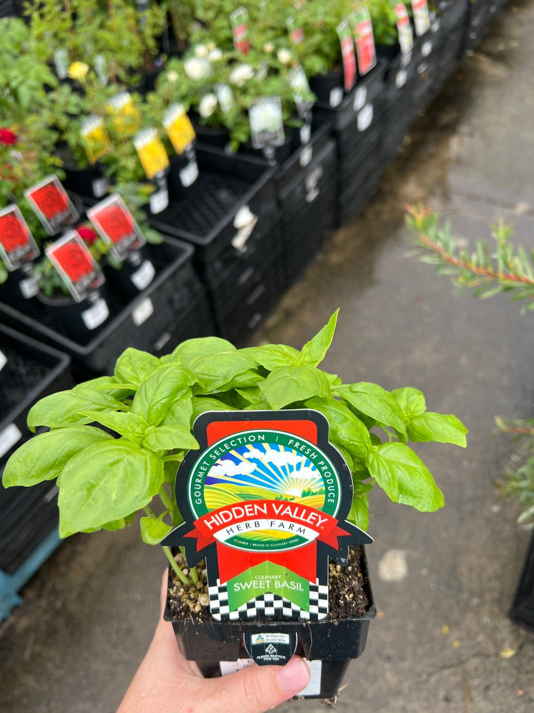 Basil 'Sweet' (PICKUP ONLY) - Ladybird Nursery