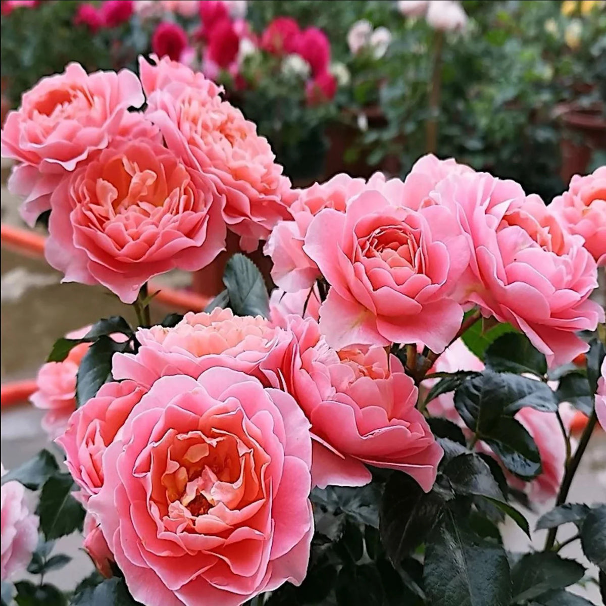 Rosa Terrazza® Fragrance King (Rosa) - Ladybird Nursery