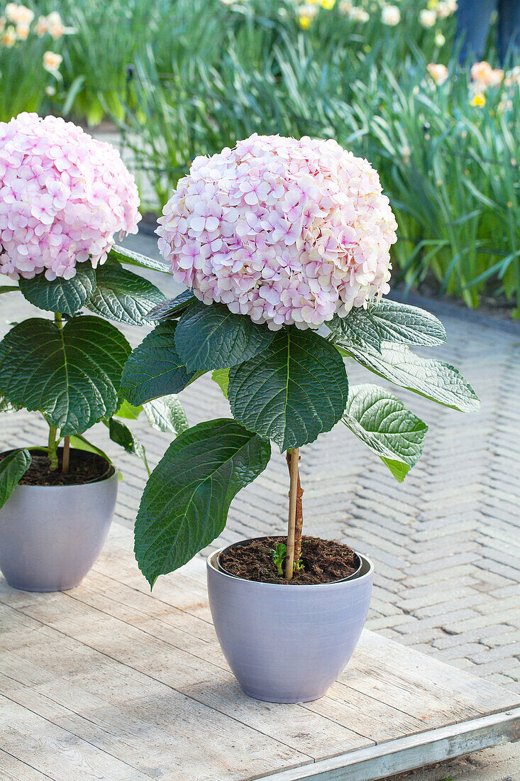 Hydrangea Avantegarde