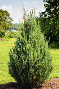 Eastern Red Cedar Skyrocket (Juniperus virginiana)