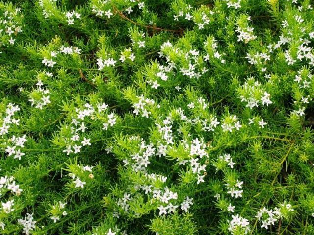 Creeping Boobialla Pink (Myoporum parvifolium) 200mm pots - Ladybird Nursery