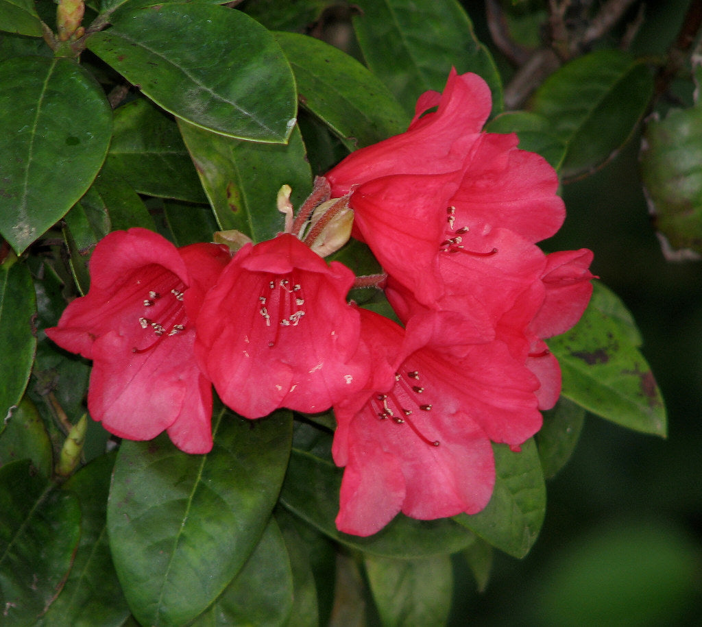 Rhododendron Molly Ann