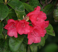 Rhododendron Molly Ann - Ladybird Nursery