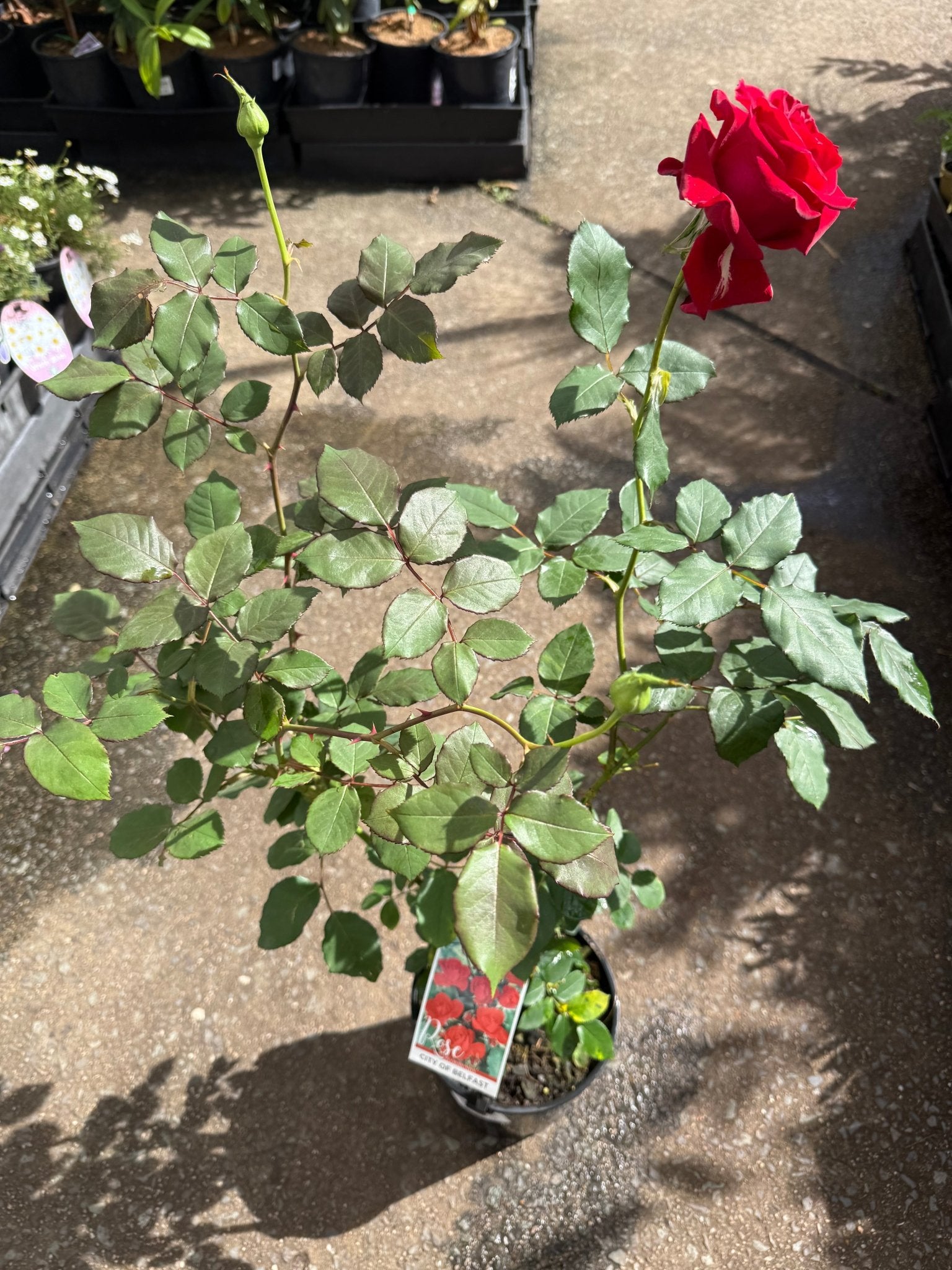 Rose ‘City of Belfast' (Rosa) - Ladybird Nursery