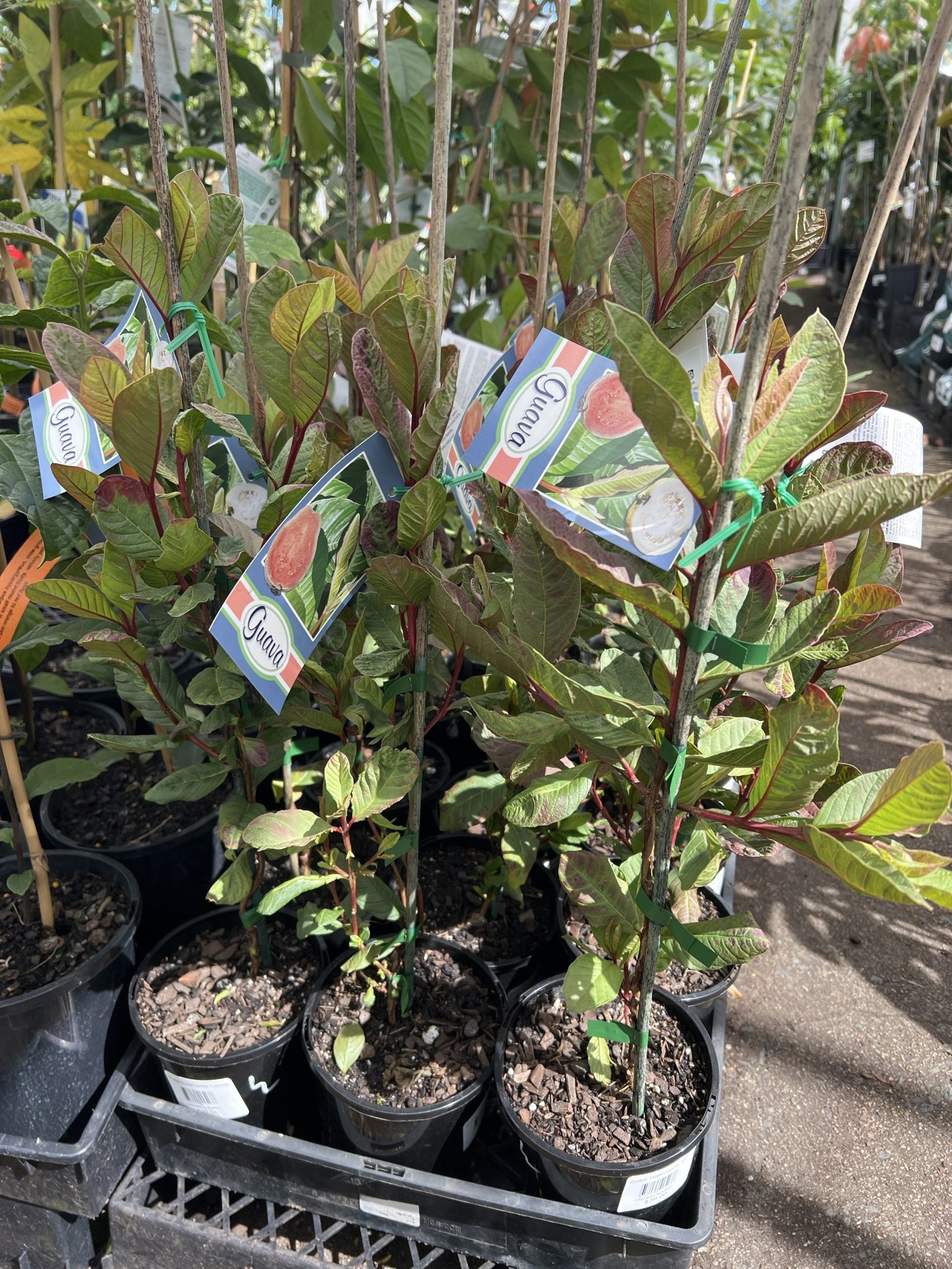 Guava 'Indian White'