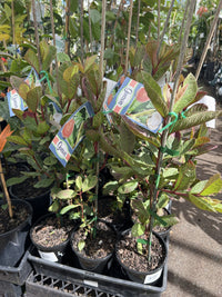 Guava 'Indian White'