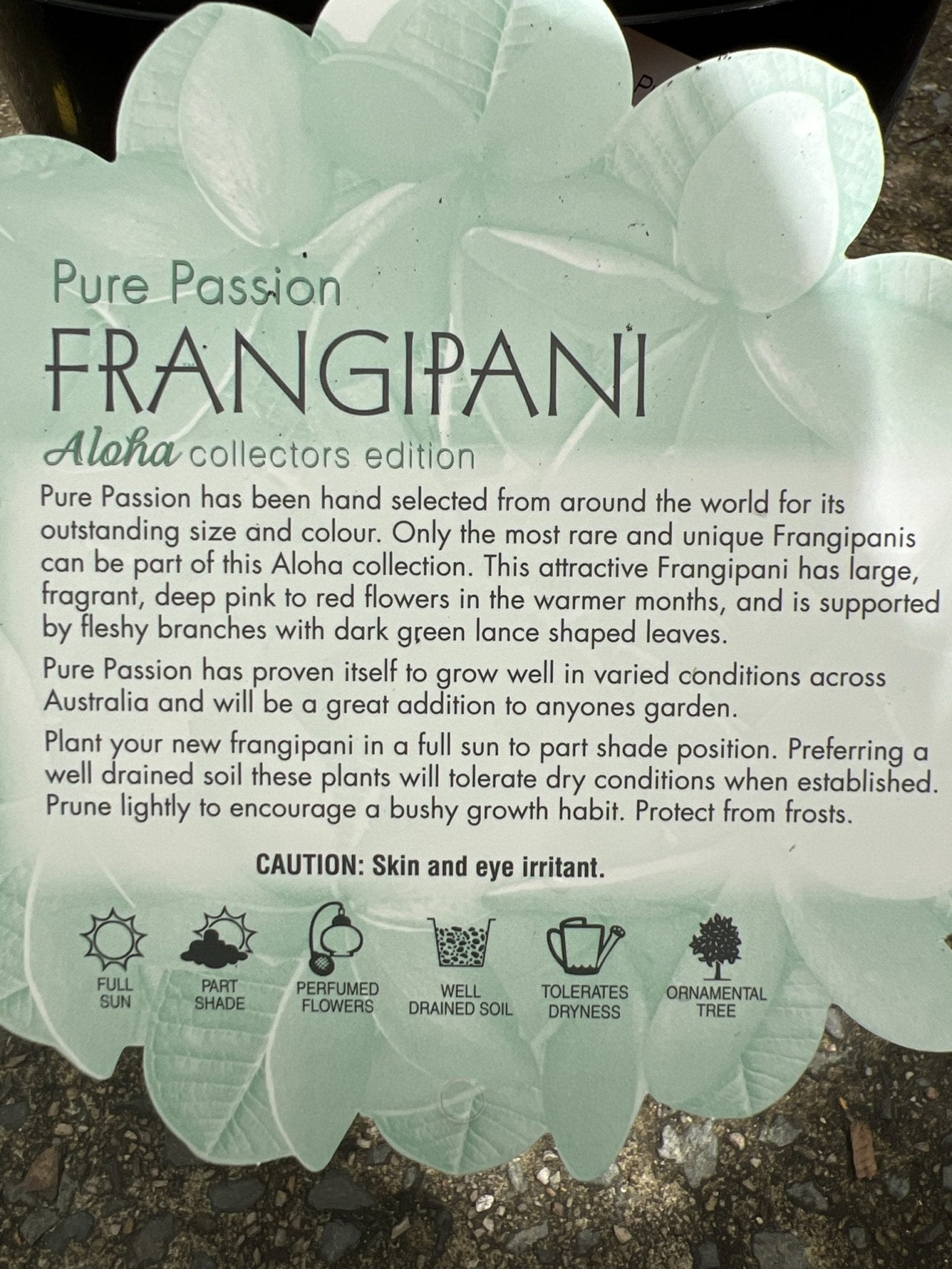 Frangipani Pure Passion (Plumeria rubra) - Ladybird Nursery