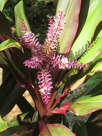 Cordyline MulCordyline fruticosaed (Cordyline fruticosa)