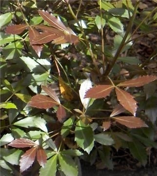 Coastal Purple 5 Finger Purpurea (Pseudopanax lessonii)