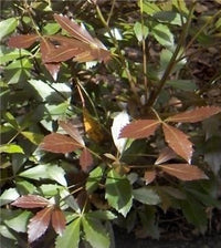 Coastal Purple 5 Finger Purpurea (Pseudopanax lessonii) - Ladybird Nursery