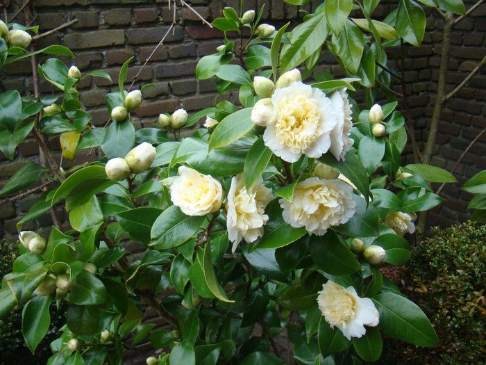 Camellia Brushfields Yellow (Camellia japonica) - Ladybird Nursery