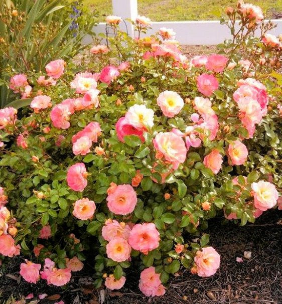 Rose 'DRIFT® Peach' - Ladybird Nursery