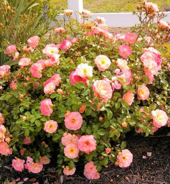 Rose 'DRIFT® Peach'