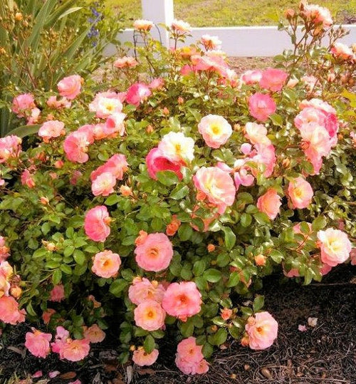 Rose 'DRIFT® Peach' - Ladybird Nursery