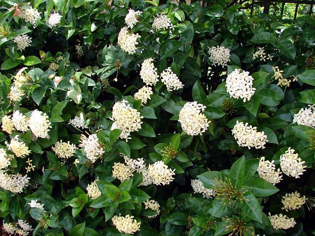 Ixora White Malay
