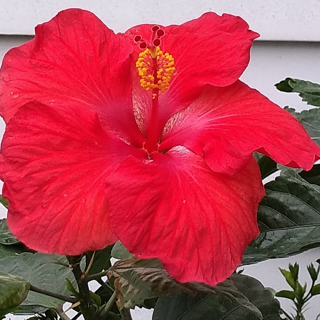 Chinese Hibiscus Fantasy Ruby Red (Hibiscus rosa-sinensis)