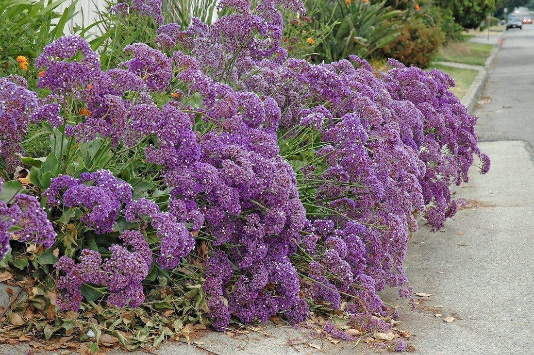 Sea Lavender Statice (Limonium perezii) - Ladybird Nursery