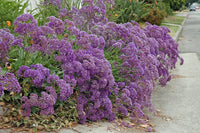 Sea Lavender Statice (Limonium perezii) - Ladybird Nursery