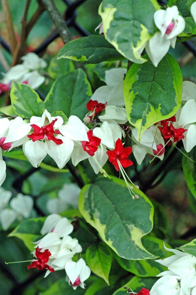 Bleeding Heart variegated Ladder (Clerodendrum thomsoniae) - Ladybird Nursery