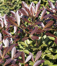 Coastal Purple 5 Finger Purpurea (Pseudopanax lessonii)