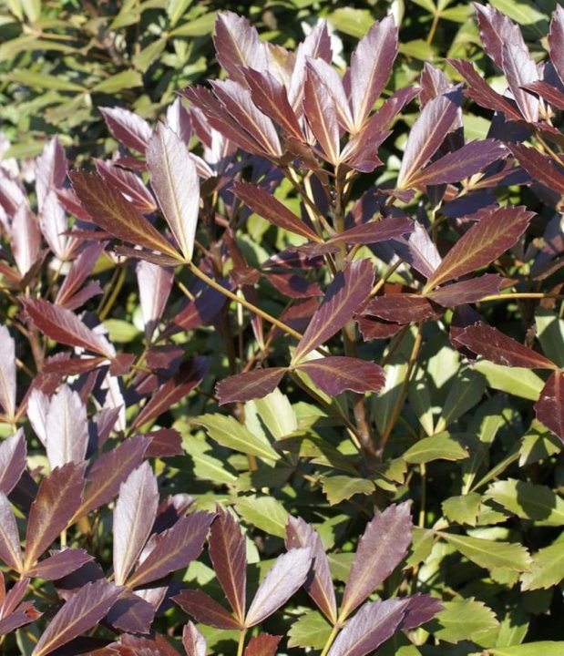 Coastal Purple 5 Finger Purpurea (Pseudopanax lessonii) - Ladybird Nursery