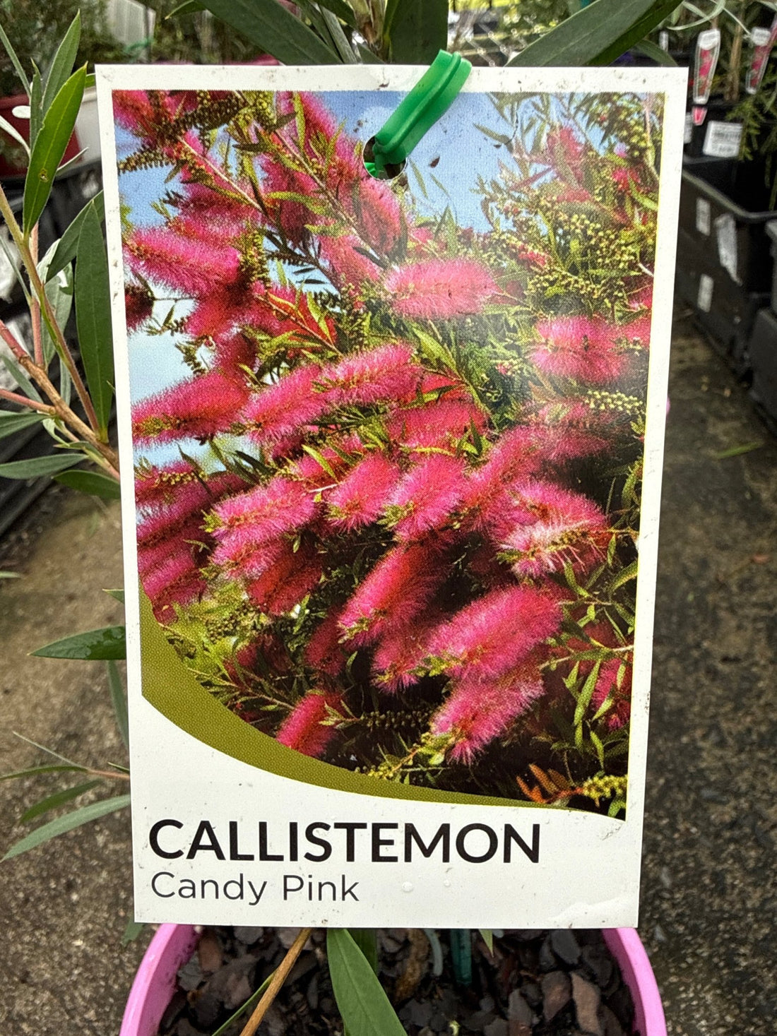 Bottlebrush ‘Candy Pink’ (Callistemon) - Ladybird Nursery