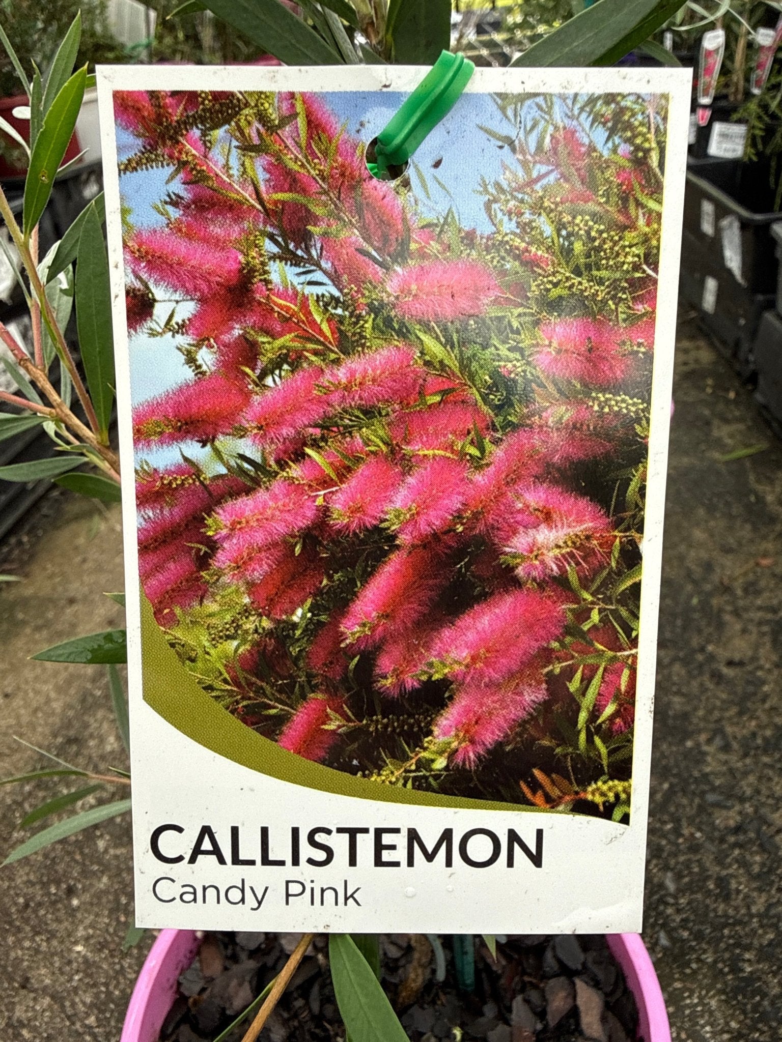 Bottlebrush ‘Candy Pink’ (Callistemon) - Ladybird Nursery