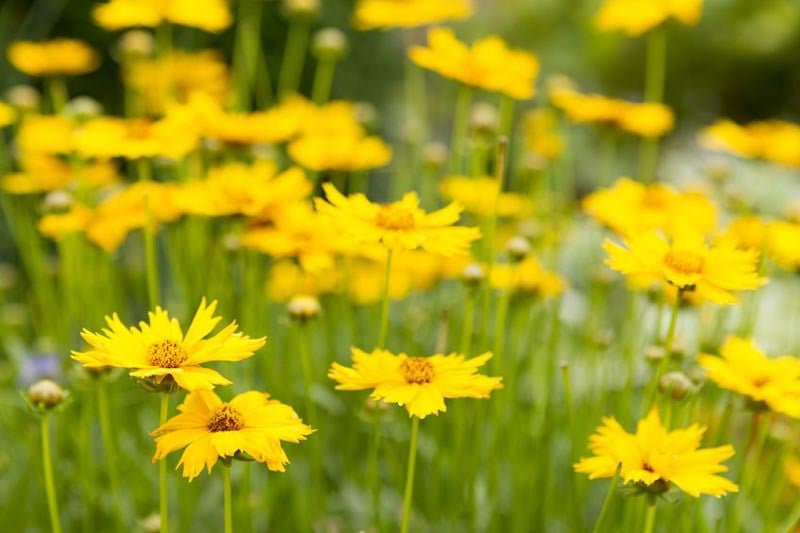 Tickseed Nugget (Coreopsis Gold) - Ladybird Nursery
