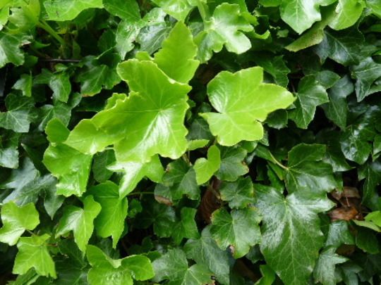 English Ivy Parsley Crested (Hedera helix)