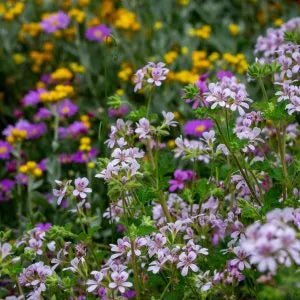 Pelargonium ‘Edna Walling Pop Up’ - Ladybird Nursery