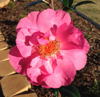 Camellia Great Eastern (Camellia japonica)