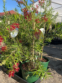 Bottlebrush 'Four Seasons' (Callistemon) 200mm Pot - Ladybird Nursery