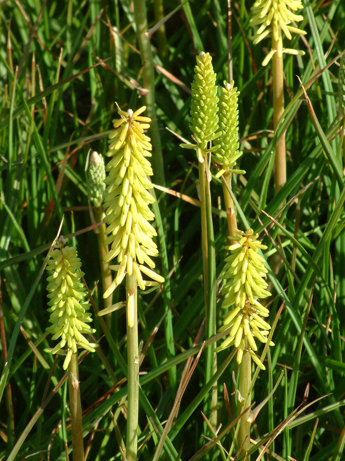 Red Hot Poker Maid (Kniphofia Little)
