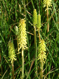 Red Hot Poker Maid (Kniphofia Little)