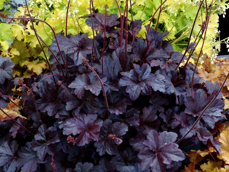 Heuchera Obsidian
