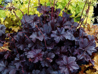Heuchera Obsidian - Ladybird Nursery