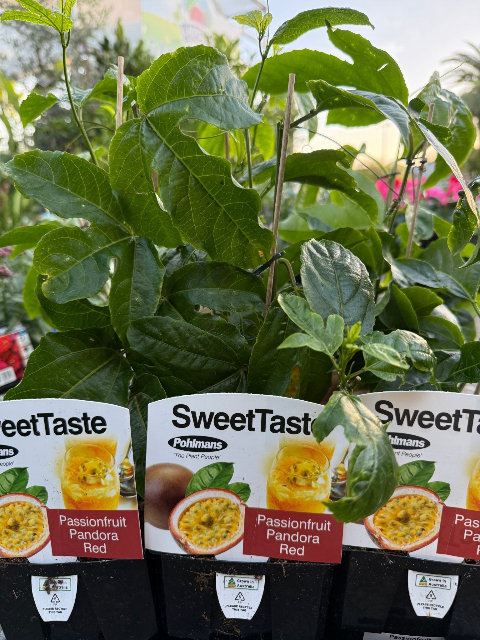 Passionfruit 'Pandora' - Ladybird Nursery
