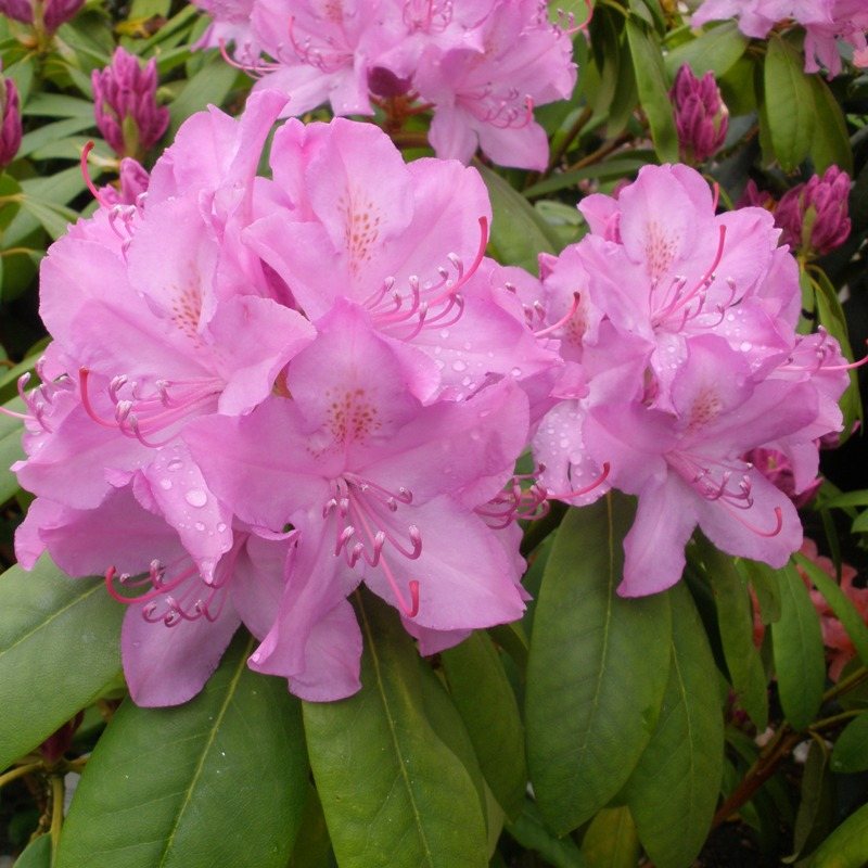Rhododendron Elegans