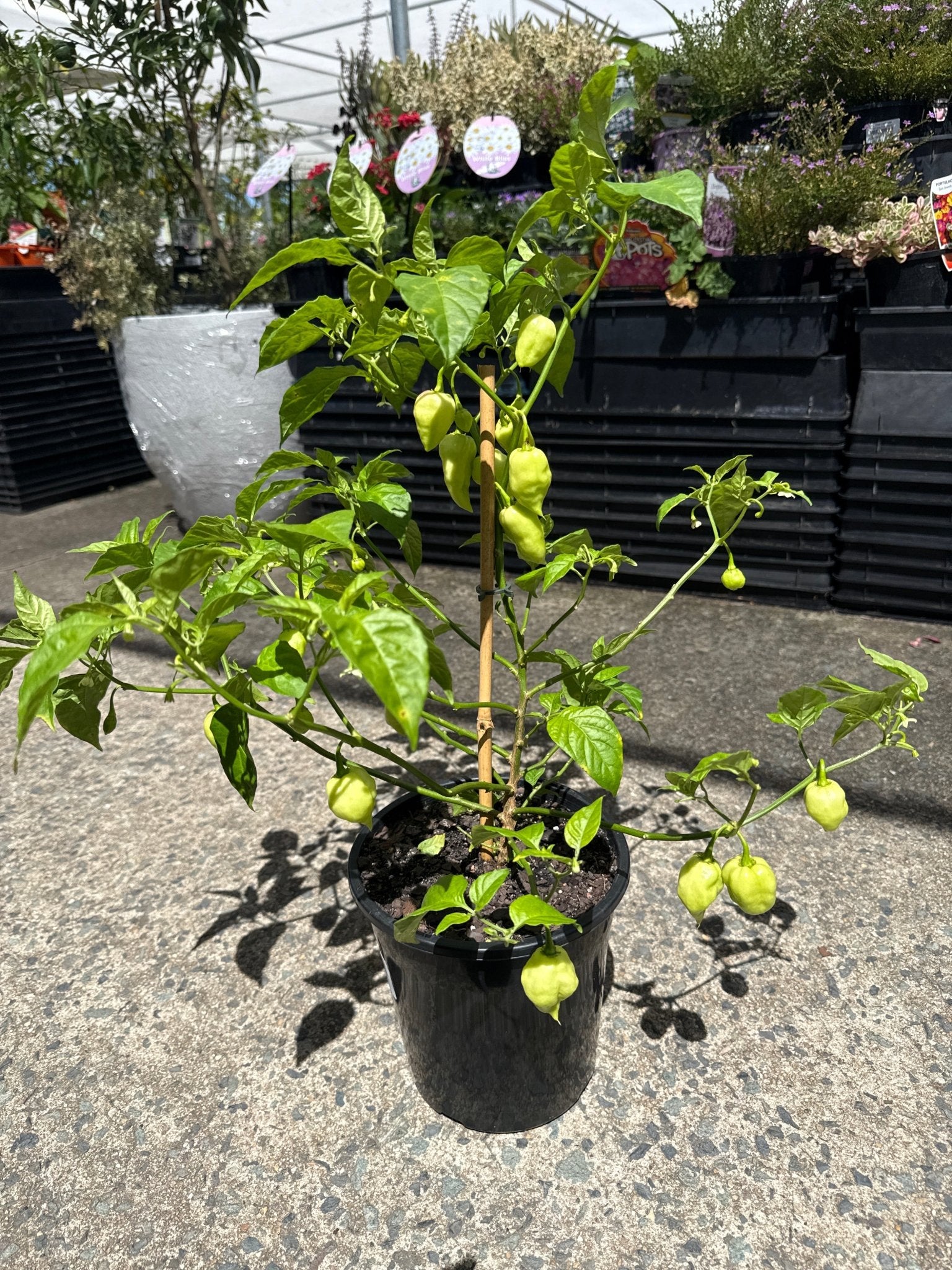 Chilli ‘White Fatalii’ - Ladybird Nursery
