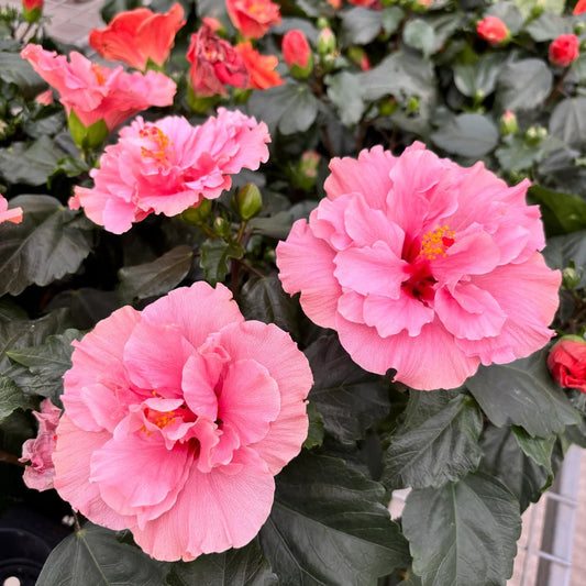 Hibiscus Adonicus Double Pink (Hibiscus rosa - sinensis) - Ladybird Nursery