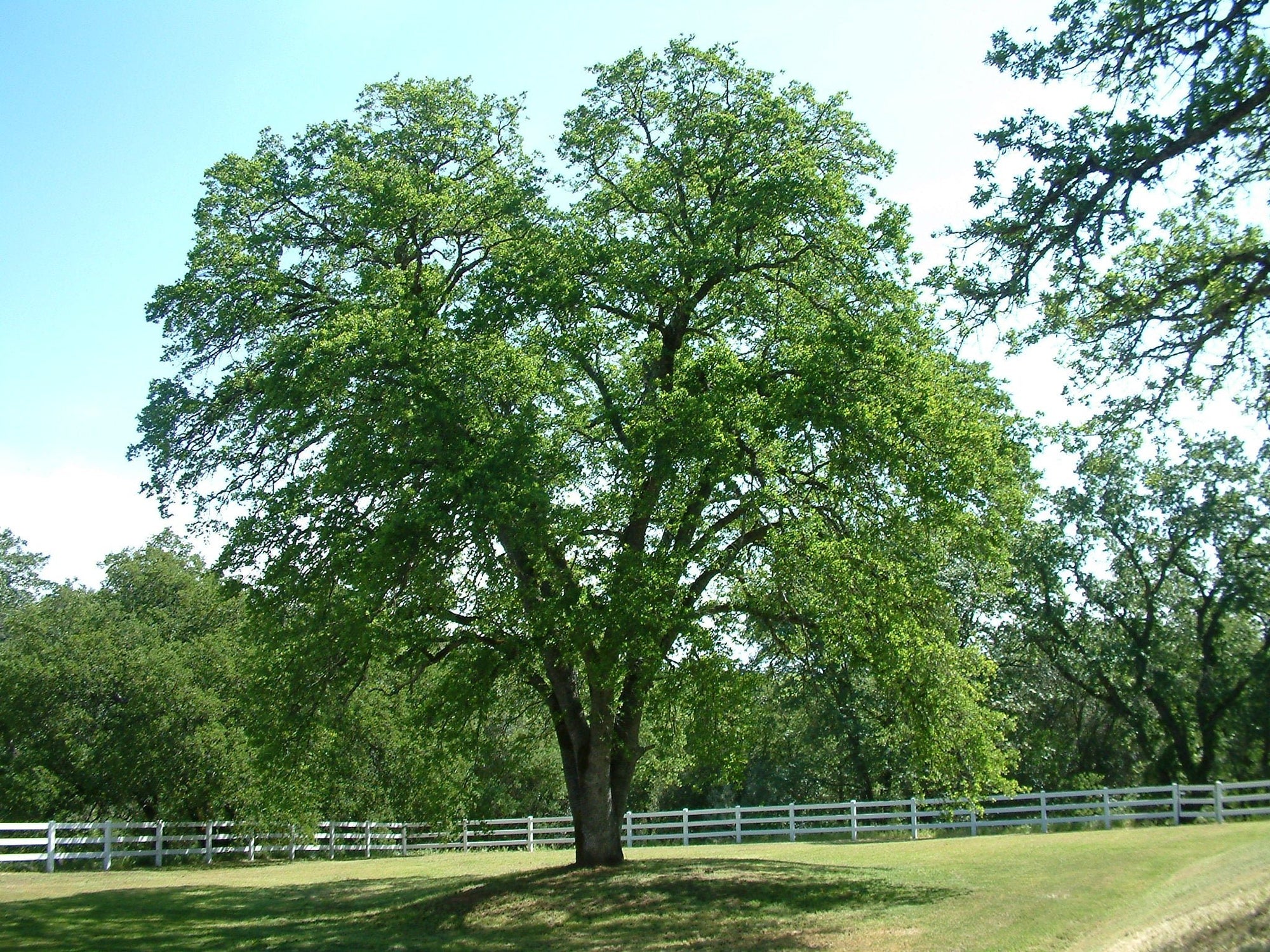 Valley Oak (Quercus lobata) - Ladybird Nursery