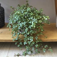 Pilea Silver Sprinkles (Pilea libanensis) - Ladybird Nursery