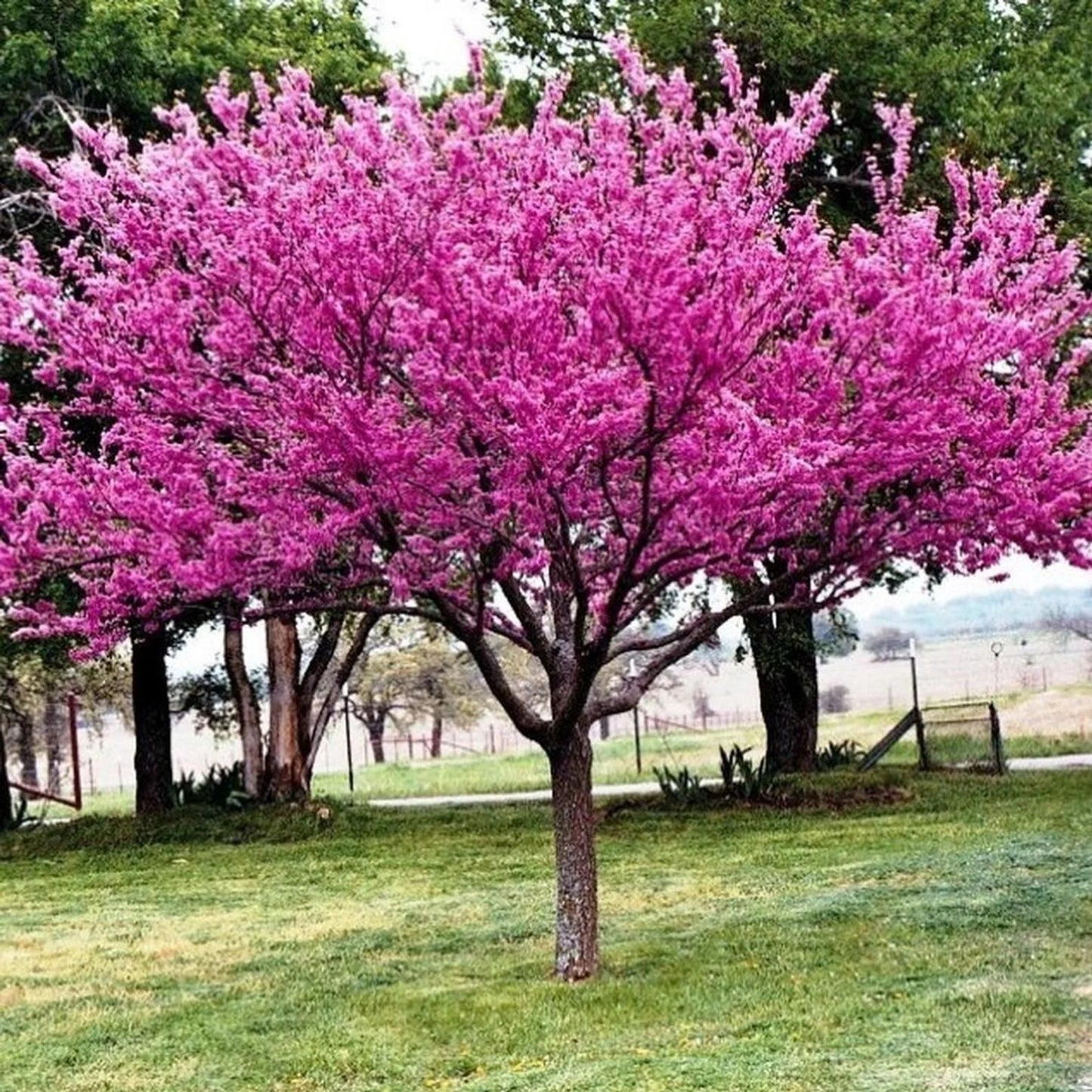 Eastern Redbud Aurea (Cercis canadensis)