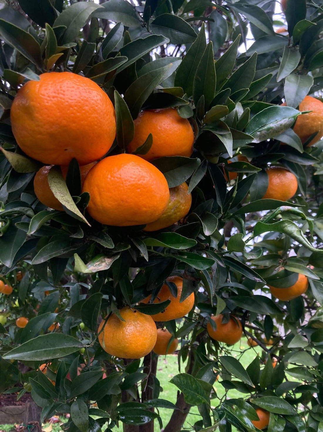 Mandarin 'Imperial' - Jumbo 500mm pot (PICK UP ONLY) - Ladybird Nursery