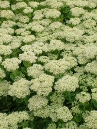 Stonecrop Iceberg (Sedum spectabile)