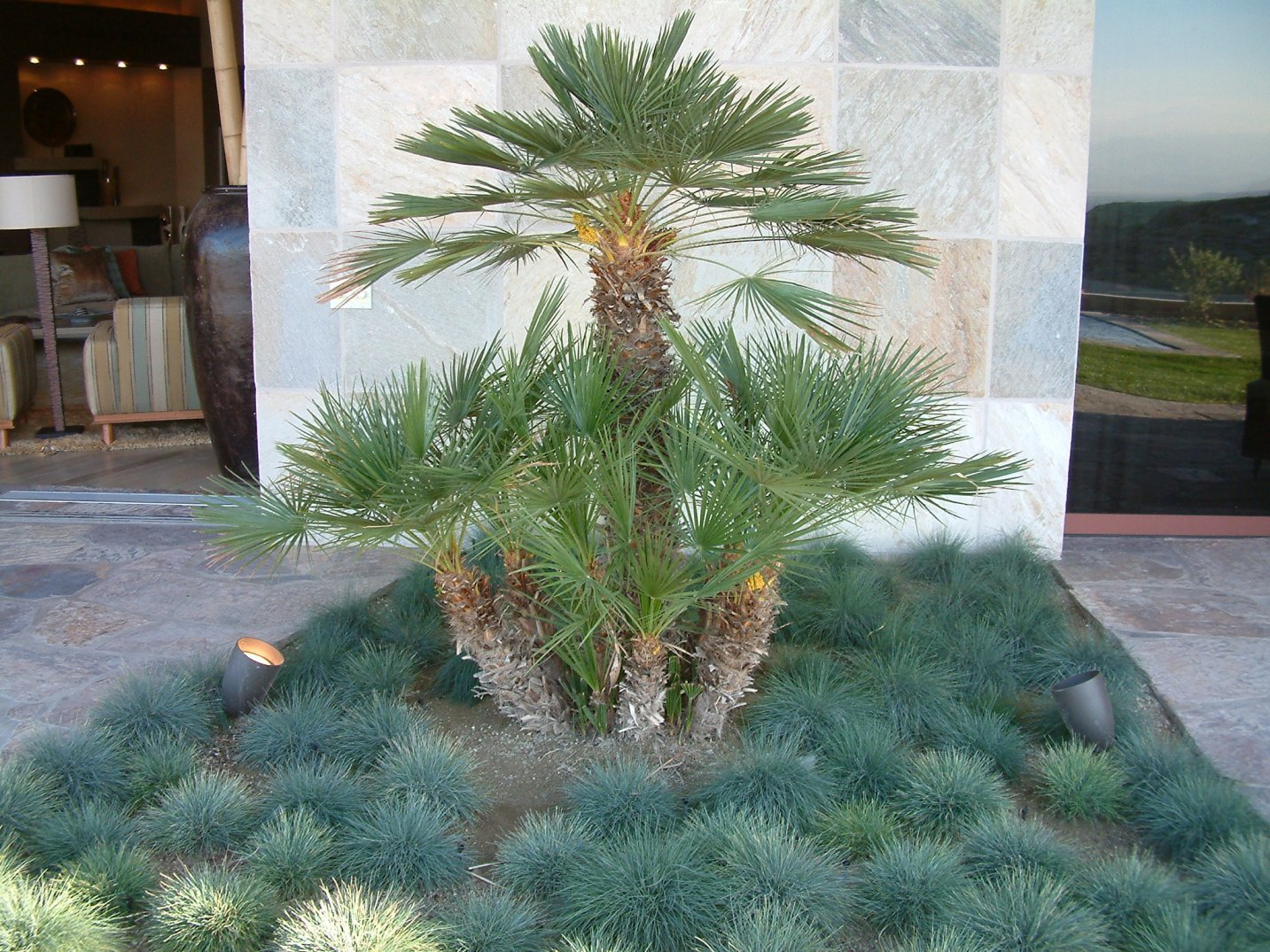 European Fan Palm (Chamaerops humilis) - Ladybird Nursery