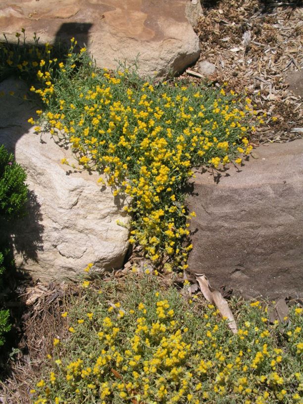 Yellow Buttons Mallee Plant – Buy Now! – Ladybird Nursery
