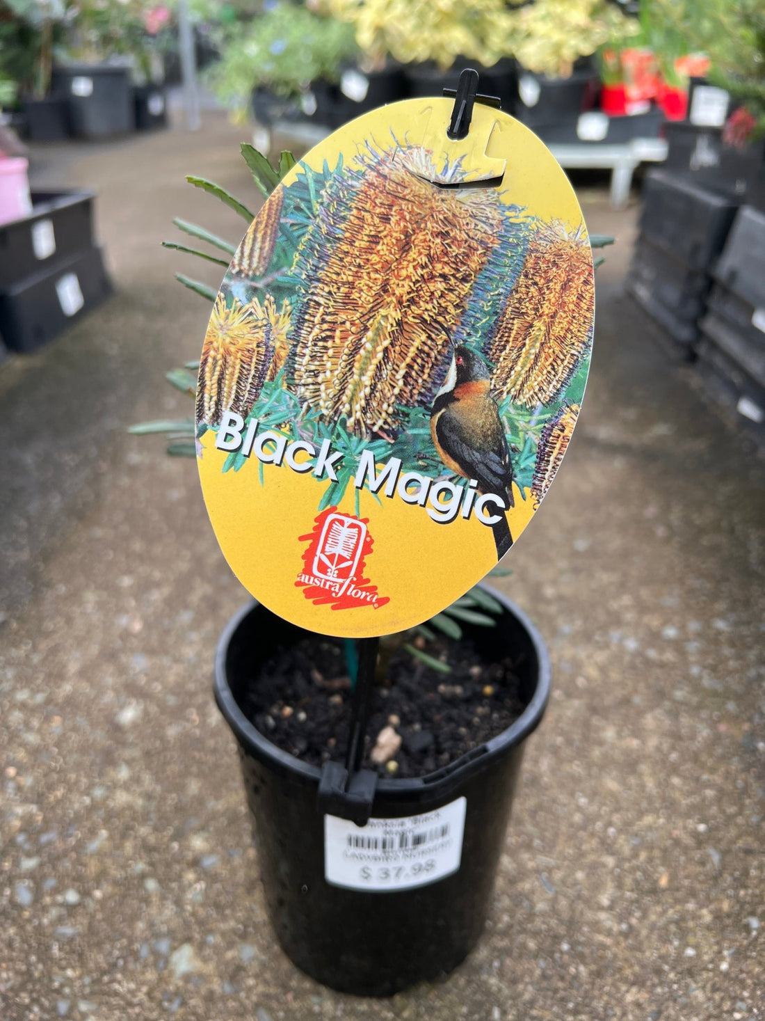 Banksia 'Black Magic' - Ladybird Nursery