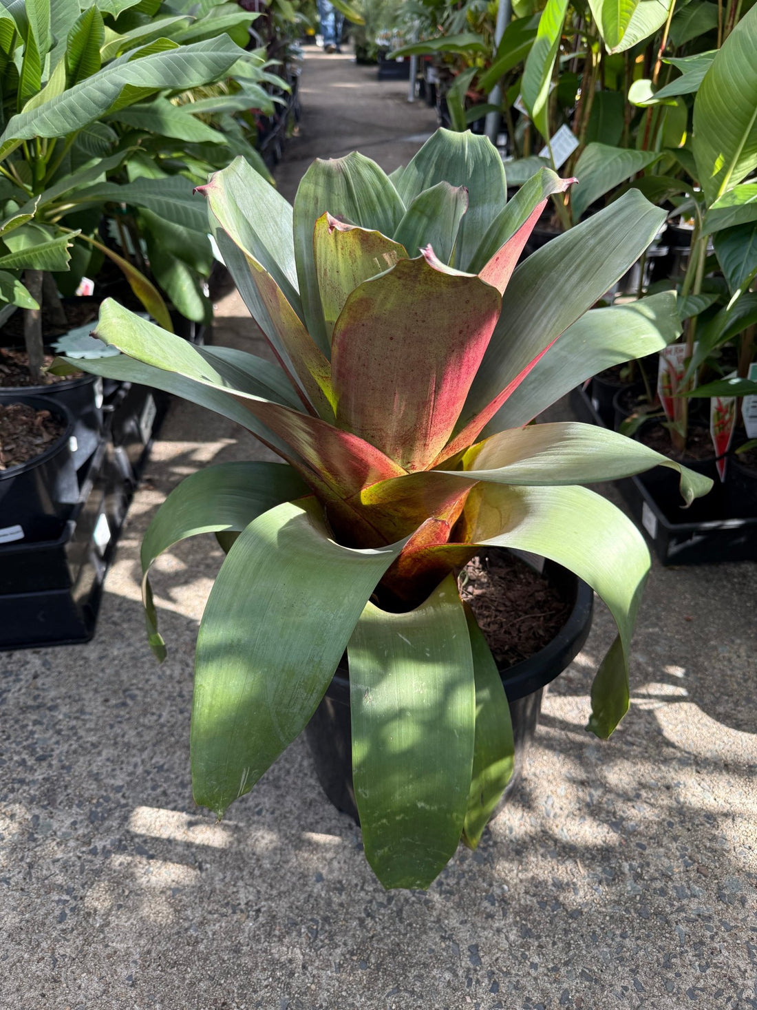 Imperial Bromeliad Rubra (Alcantarea imperialis) 300mm Pot (PICK UP ONLY) - Ladybird Nursery