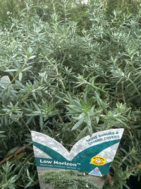 Coastal Rosemary 'Low Horizon™' (Westringia fruticosa) - Ladybird Nursery